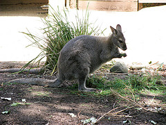 parma_wallaby parma_wallaby