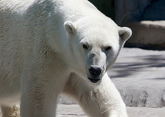 polar_bear polar_bear