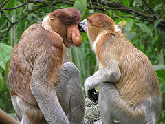 proboscis_monkey proboscis_monkey
