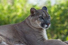 puma