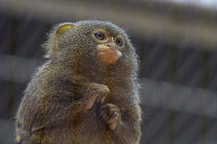 pygmy_marmoset
