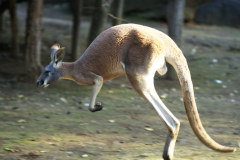 red_kangaroo red_kangaroo