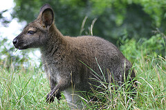red_necked_wallaby red_necked_wallaby