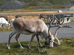 reindeer