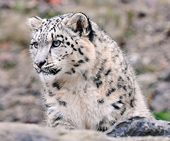 snow_leopard snow_leopard