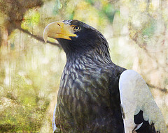 stellers_sea_eagle stellers_sea_eagle