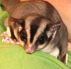 sugar_glider