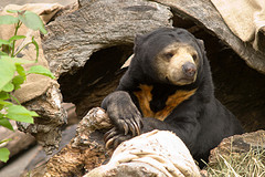 sun_bear sun_bear