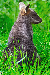 swamp_wallaby swamp_wallaby