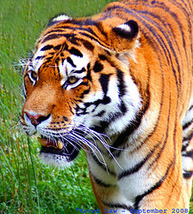 tiger tiger