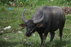 water_buffalo water_buffalo