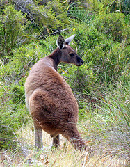 western_grey_kangaroo western_grey_kangaroo