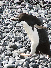 adelie_penguin adelie_penguin