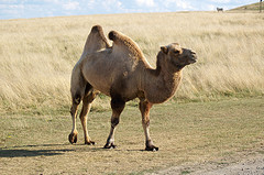 bactrian_camel bactrian_camel