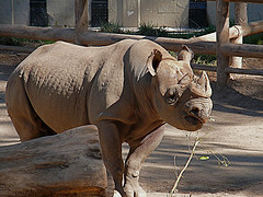 black_rhinoceros black_rhinoceros