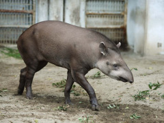 brazilian_tapir brazilian_tapir