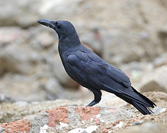 carrion_crow carrion_crow