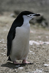 chinstrap_penguin chinstrap_penguin