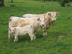cow