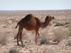 dromedary dromedary