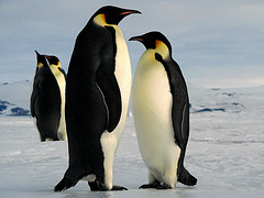 emperor_penguin