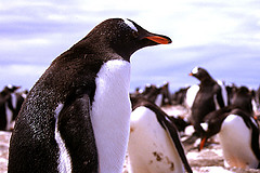gentoo_penguin gentoo_penguin