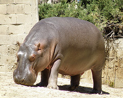 hippopotamus hippopotamus