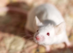 house_mouse house_mouse