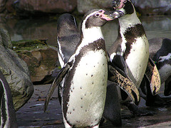 humboldt_penguin humboldt_penguin