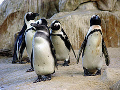 jackass_penguin jackass_penguin
