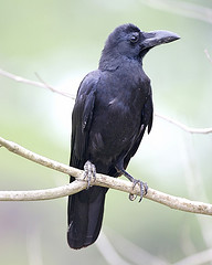 jungle_crow jungle_crow