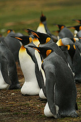 king_penguin king_penguin