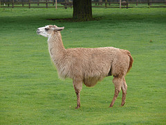llama_glama llama_glama