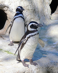 magellanic_penguin magellanic_penguin