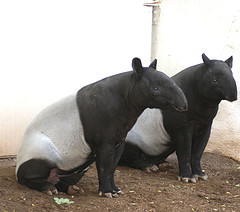 malayan_tapir malayan_tapir