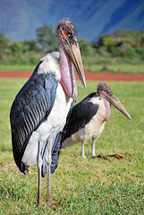 marabou_stork marabou_stork