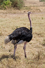 ostrich ostrich