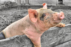 pig pig