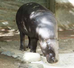pygmy_hippopotamus pygmy_hippopotamus