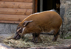 red_river_hog red_river_hog