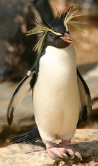 rockhopper_penguin rockhopper_penguin