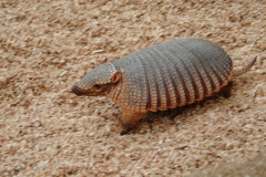 six-banded_armadillo six-banded_armadillo