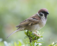tree_sparrow tree_sparrow