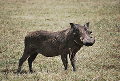warthog warthog