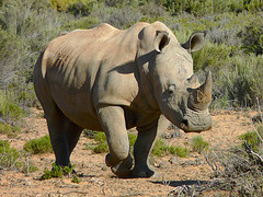 white_rhinoceros white_rhinoceros