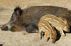 wild_boar wild_boar
