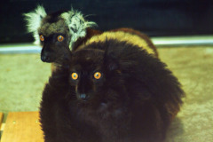 black_lemur black_lemur