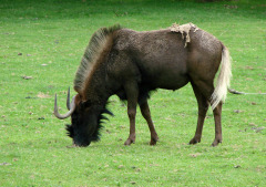 black_wildebeest black_wildebeest