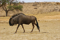 blue_wildebeest