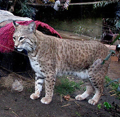 bobcat bobcat